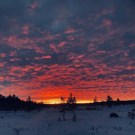Pasvik Taiga Ξενοδοχείο Skogfoss Εξωτερικό φωτογραφία