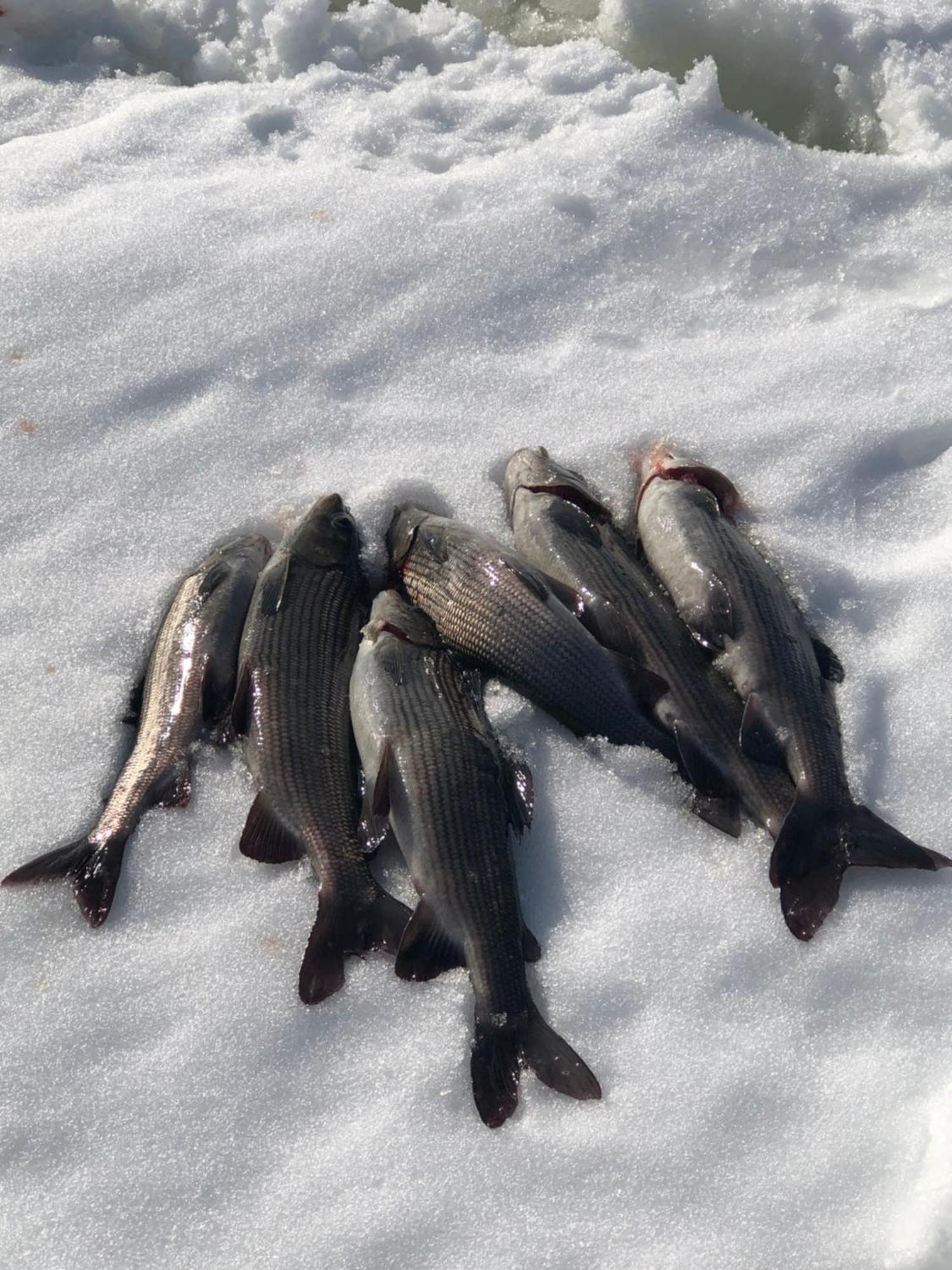 Pasvik Taiga Ξενοδοχείο Skogfoss Εξωτερικό φωτογραφία