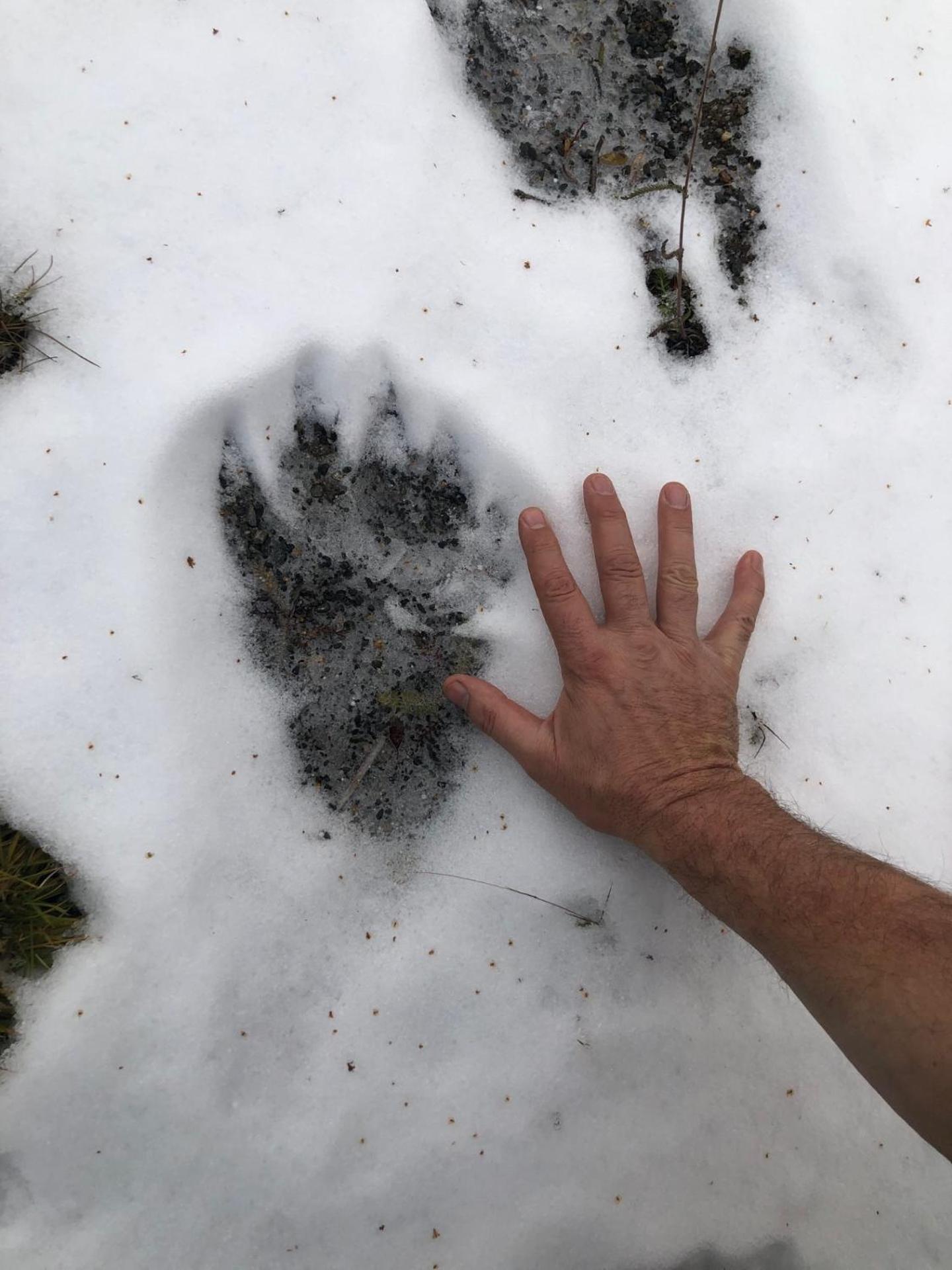 Pasvik Taiga Ξενοδοχείο Skogfoss Εξωτερικό φωτογραφία